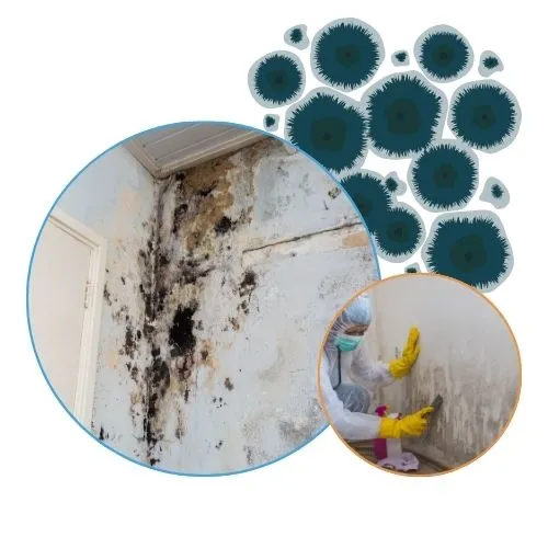 Mold Services Image